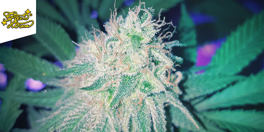 Great White Shark (Greenhouse Seeds)